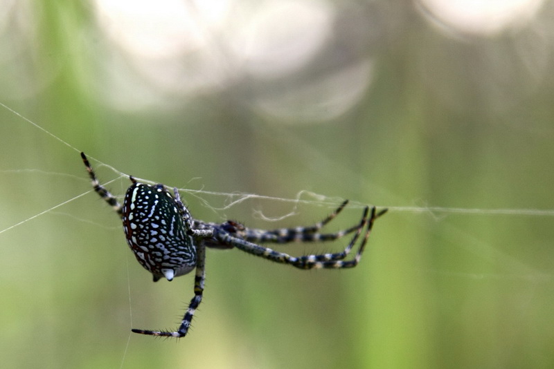漂亮的蜘蛛_泉字云斑蛛